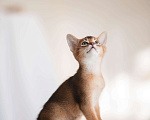 Кошки в Орле: Абиссинские котята Девочка, 25 000 руб. - фото 2