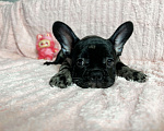 Собаки в других городах Московской области: Французский бульдог Мерле Мальчик, 50 000 руб. - фото 1