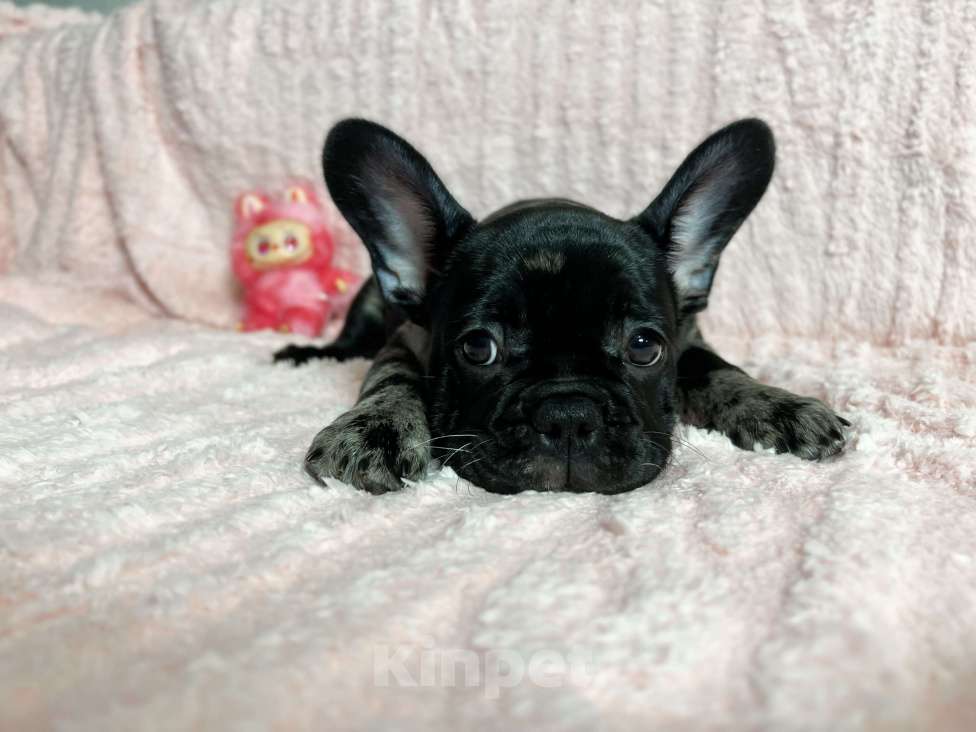 Собаки в других городах Московской области: Французский бульдог Мерле Мальчик, 50 000 руб. - фото 1