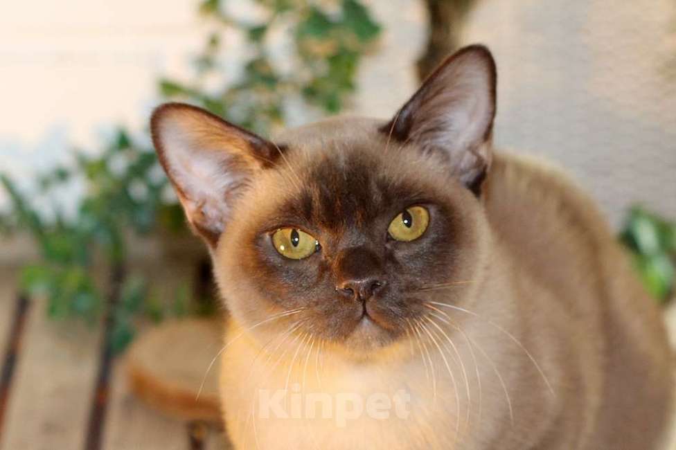 Кошки в Москве: Бурма котята разных окрасов Мальчик, 90 000 руб. - фото 1