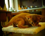 Кошки в Самаре: Абиссинские котята Девочка, 25 000 руб. - фото 2