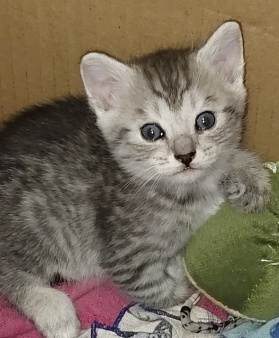 Отдам котёнка в добрые руки