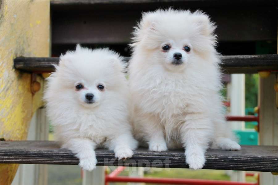 Собаки в Москве: Щенок белого померанского шпица Девочка, 50 000 руб. - фото 2