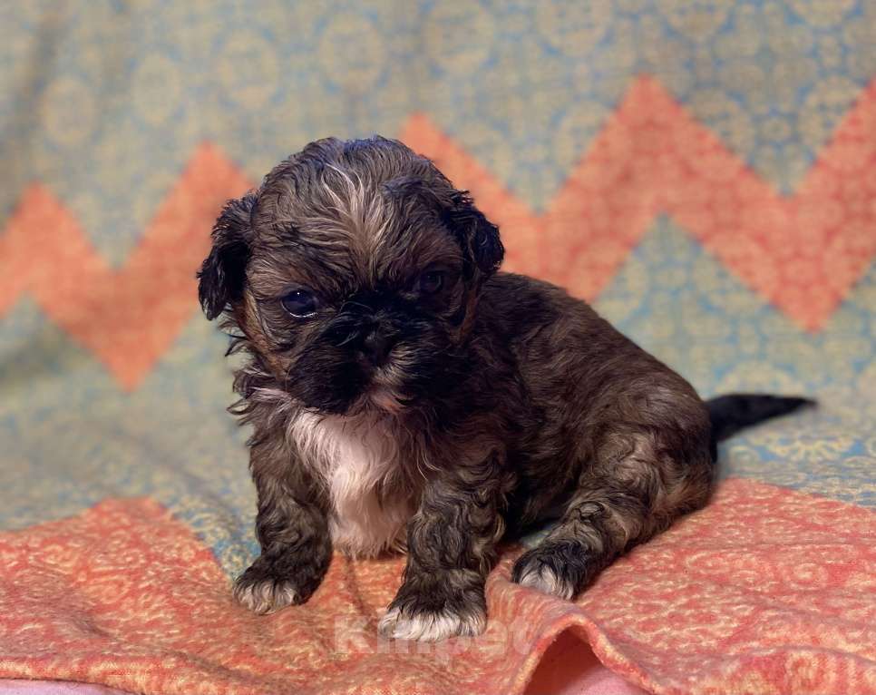 Собаки в Санкт-Петербурге: Великолепный золотой мальчик ши тцу  Мальчик, 35 000 руб. - фото 8