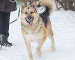 Собаки в Москве: Дружище Тобик! Отличный пес ищет дом Мальчик, Бесплатно - фото 4
