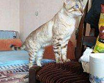 Кошки в Калуге: Кот бенгальский, 10 000 руб. - фото 2