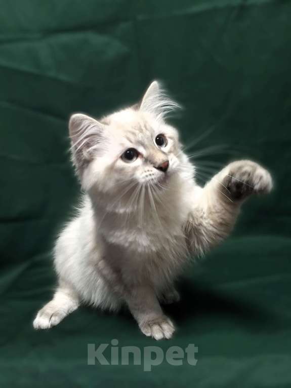 Кошки в Санкт-Петербурге: Невский маскарадный котёнок, кот Мальчик, 45 000 руб. - фото 5