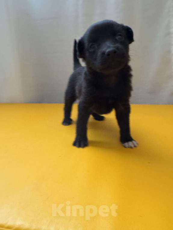 Собаки в Москве: Гришенька ищет родителей Мальчик, Бесплатно - фото 2