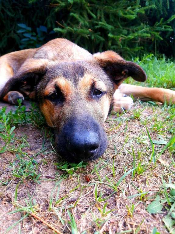 Собаки в Котельнике: Я - Чарджер, мне срочно нужен дом! Мальчик, Бесплатно - фото 2