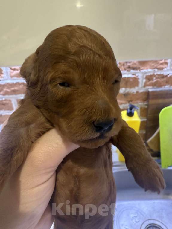 Собаки в других городах Тульской области:  Прекрасные Мальчики той - пудели  рыжего цвета  Мальчик, 50 000 руб. - фото 5