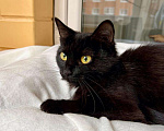 Кошки в Москве: Черная кошка - крошка Багира в добрые руки Девочка, Бесплатно - фото 6