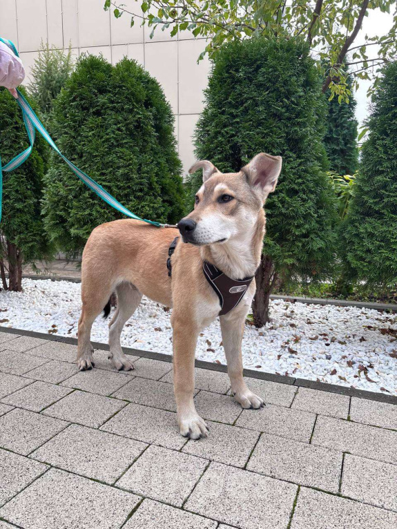 Собаки в Москве: В самые добрые руки. Щенок 7 месяцев Мальчик, Бесплатно - фото 2