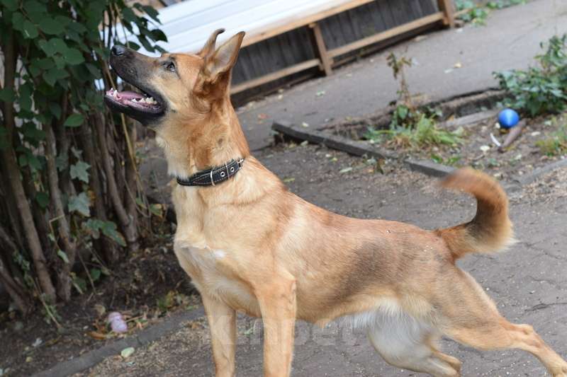 Собаки в Москве: Молодая бельгийская овчарка Мелисса в добрые руки Девочка, 1 руб. - фото 2