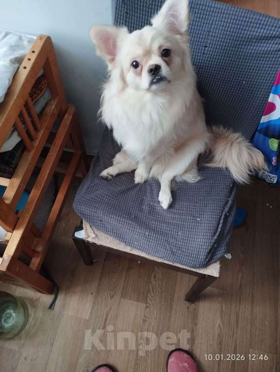 Собаки в Клине: Коржик Мальчик, 1 000 руб. - фото 1