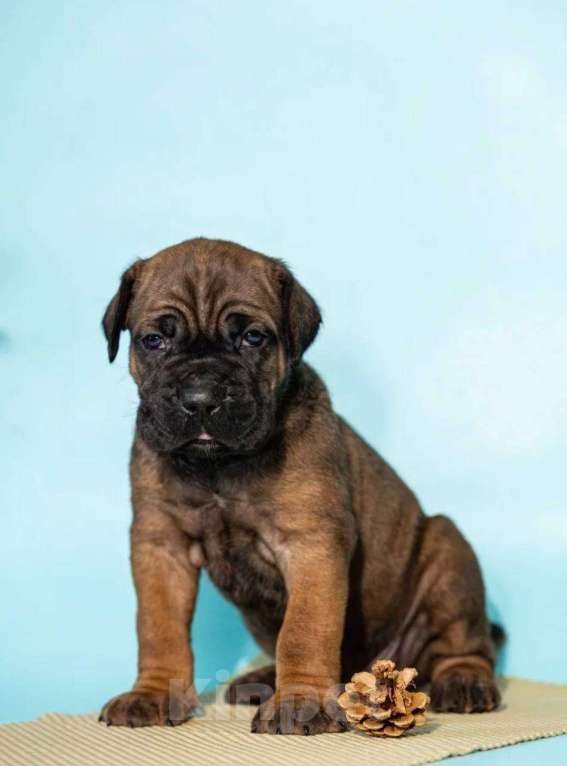 Собаки в Москве: Продажа Кане Корсо Мальчик, 60 000 руб. - фото 4