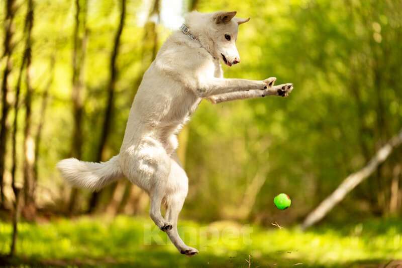 Собаки в Москве: Красавчик Амир в добрые руки. Мальчик, Бесплатно - фото 3