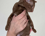 Кошки в Балашихе: Ориентальная кошечка Девочка, 50 руб. - фото 1