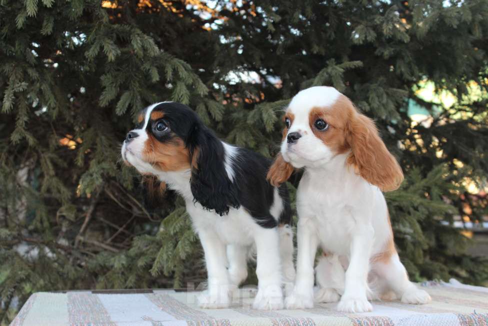 Собаки в Барнауле: готовы к переезду в новый дом щенки Кавалера . Мальчик, 50 000 руб. - фото 2