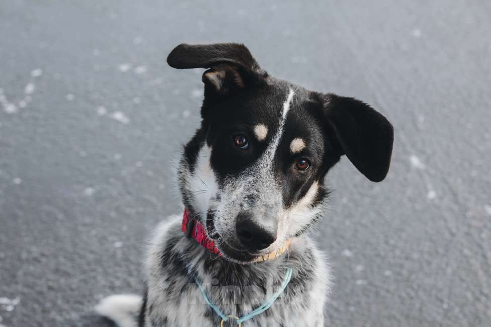 Собаки в Москве: Невероятный Любимчик ищет дом Мальчик, Бесплатно - фото 1