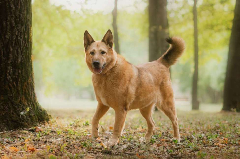 Собаки в Москве: Фиона, она же Булочка, ждет свою семью Девочка, Бесплатно - фото 2