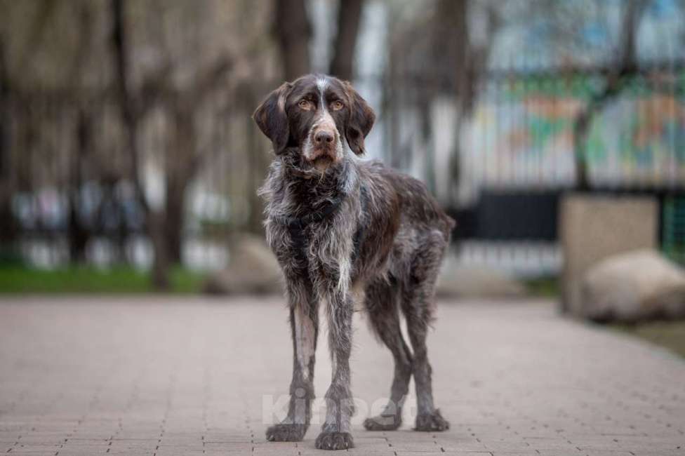 Собаки в Москве: Джесси Девочка, Бесплатно - фото 4