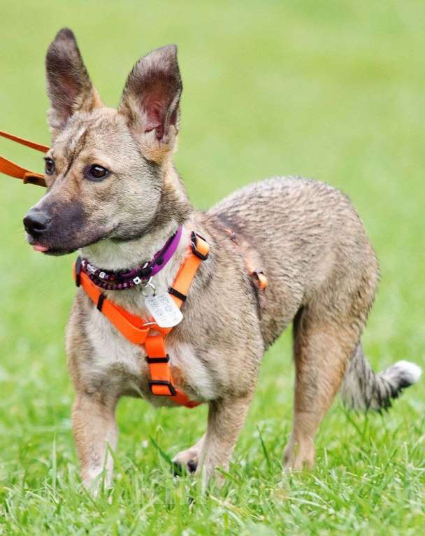 Собаки в Москве: Микки ищет заботливую семью Девочка, Бесплатно - фото 5