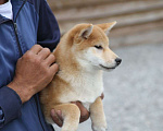 Собаки в Самаре: Девочка сиба. Девочка, Бесплатно - фото 2