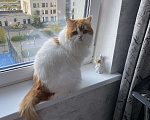 Кошки в Екатеринбурге: Шанс  Мальчик, 500 руб. - фото 3
