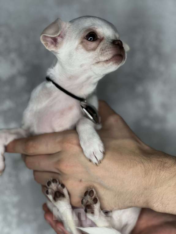 Собаки в Казани: Чихуахуа щенки девочка белая  Девочка, 40 000 руб. - фото 3