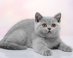 Кошки в Барнауле: Алиса Девочка, Бесплатно - фото 2