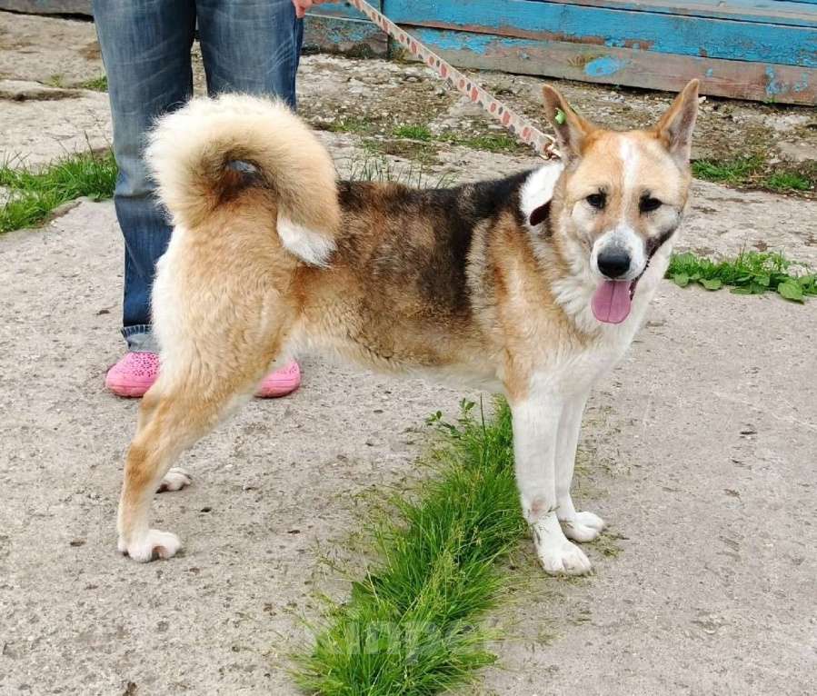 Собаки в Москве: Супер позитивная девчонка Зира ищет своего ЧЕЛОВЕКА  Девочка, Бесплатно - фото 8