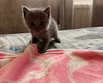 Кошки в Рыбном: Отдам бесплатно шотландских котят Девочка, Бесплатно - фото 4