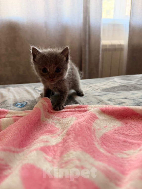 Кошки в Рыбном: Отдам бесплатно шотландских котят Девочка, Бесплатно - фото 4