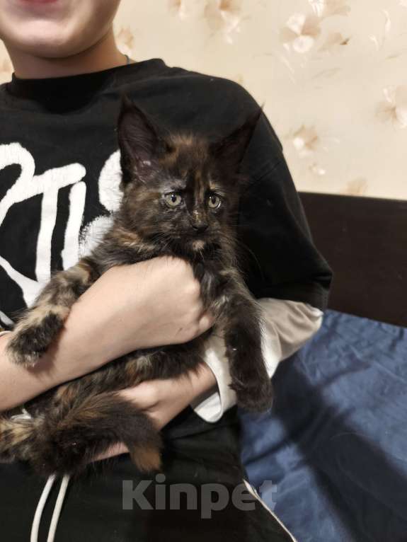 Кошки в других городах Московской области: Кошечка Мейн-кун Девочка, 45 000 руб. - фото 1