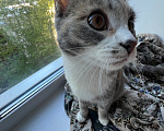 Кошки в Томске: Коты Девочка, Бесплатно - фото 4