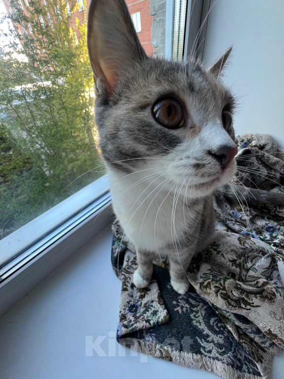 Кошки в Томске: Коты Девочка, Бесплатно - фото 4