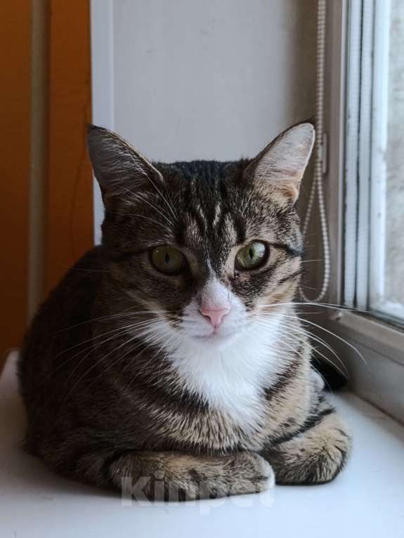 Кошки в Москве: Кошечка ищет семью Девочка, 10 руб. - фото 3