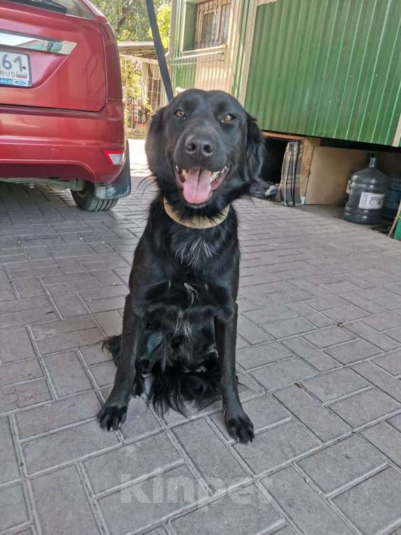 Собаки в Ростове-на-Дону: Мальчик ищет хозяина Мальчик, Бесплатно - фото 2