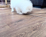 Собаки в Павловске: Белый померанский мальчик ПЭТ Мальчик, 35 000 руб. - фото 2