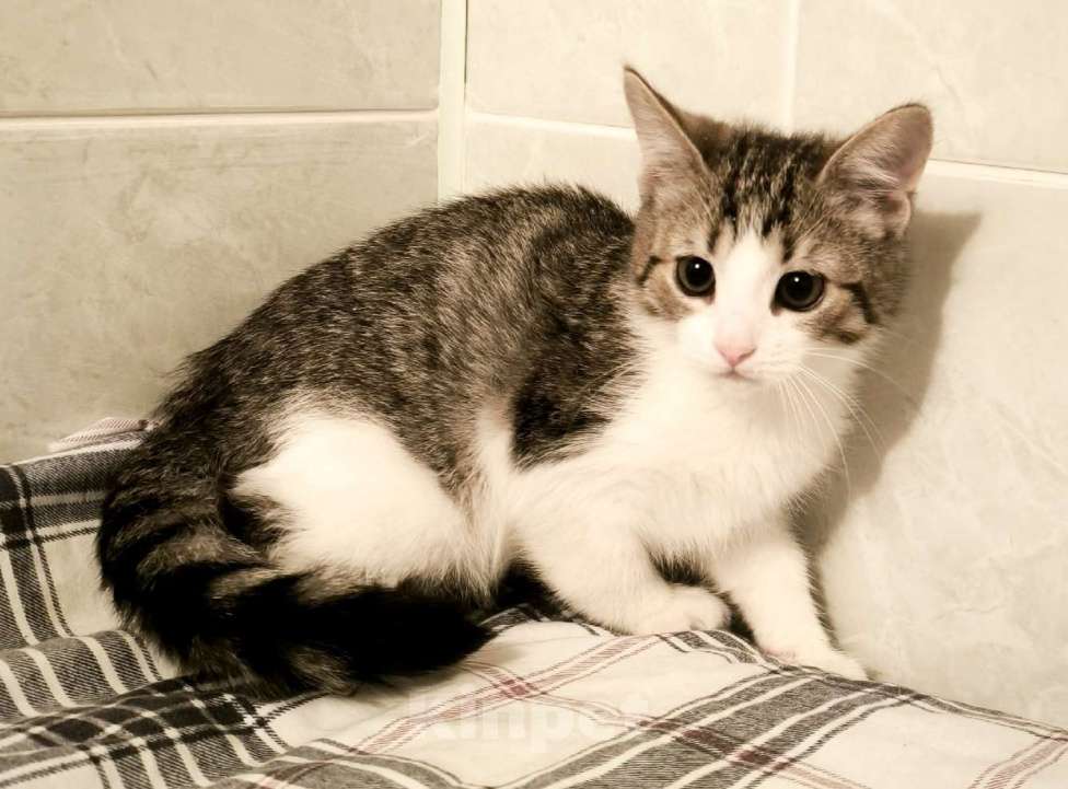 Кошки в Санкт-Петербурге: Идеальное дите мальчик 2 мес Мальчик, 100 руб. - фото 1