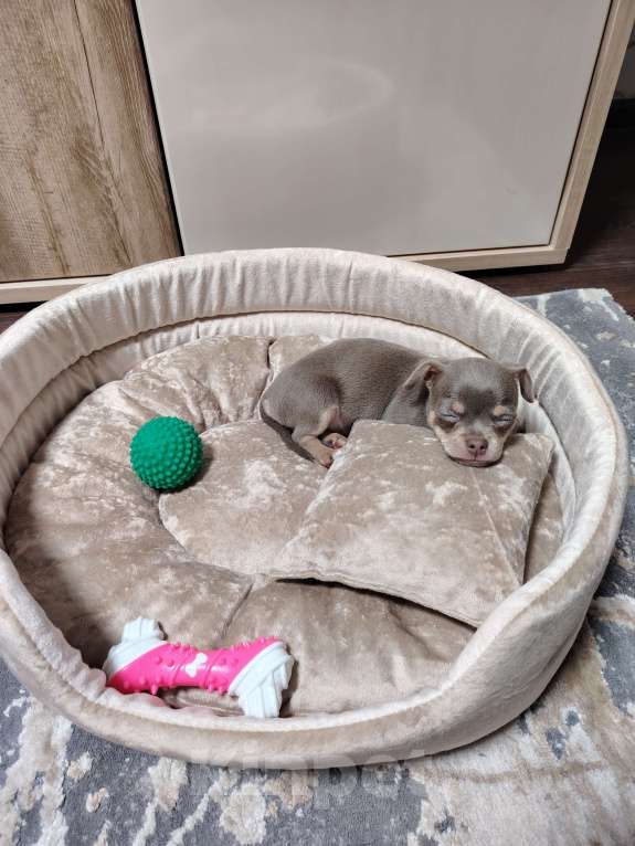 Собаки в Мичуринске: Продам мини чихуахуа  Мальчик, 50 000 руб. - фото 4