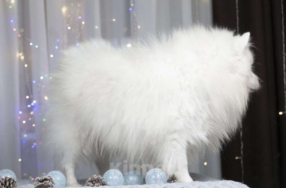 Собаки в Москве: В добрые руки японский шпиц  Мальчик, 1 руб. - фото 2