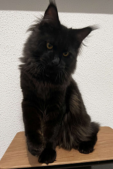 Питомник Affectionate miracle 