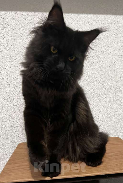 Кошки в Пятигорске: Питомник Affectionate miracle  Мальчик, Бесплатно - фото 1