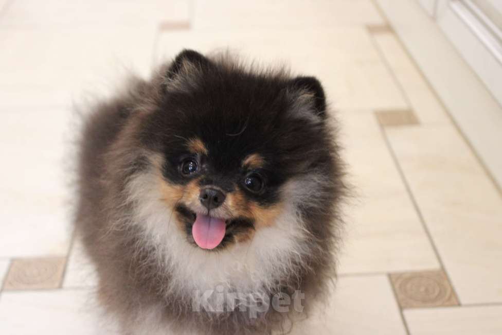 Собаки в Москве: Мальчик мини Мальчик, 25 000 руб. - фото 3