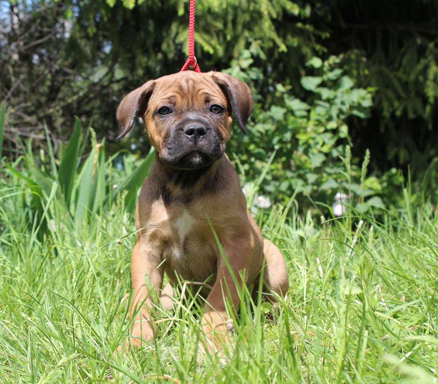 Собаки в Брянске: Предлагаются щенки Кане Корсо Девочка, 50 000 руб. - фото 4