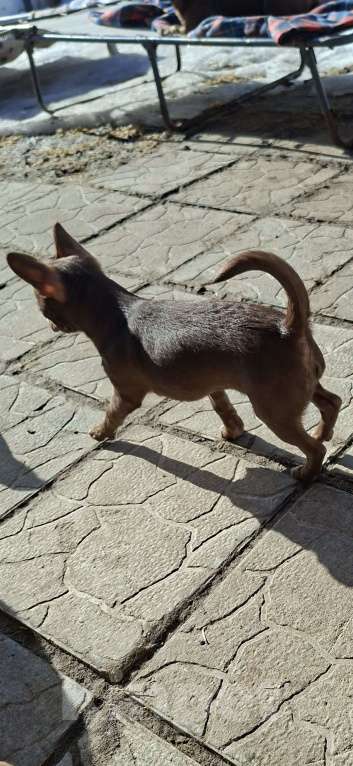 Собаки в других городах Калужской области: Шоколадная девочка Девочка, 65 000 руб. - фото 3
