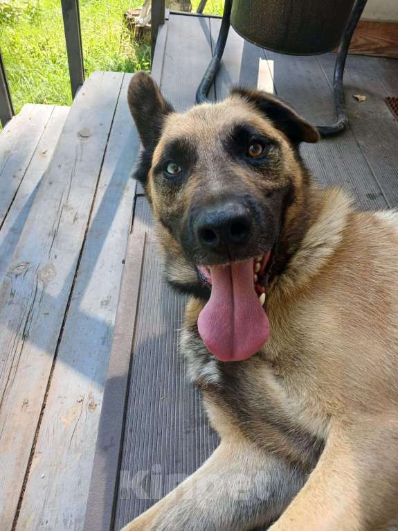 Собаки в других городах Владимирской области: Потерялась собака, прошу помощи в поиске Мальчик, Бесплатно - фото 2