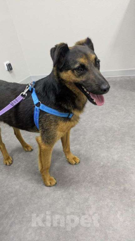 Собаки в других городах Краснодарского края: Метис ягдтерьера в дар с доставкой чипирован кастрирован Мальчик, Бесплатно - фото 2