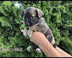 Собаки в Липецке: Девочка Девочка, 1 руб. - фото 1